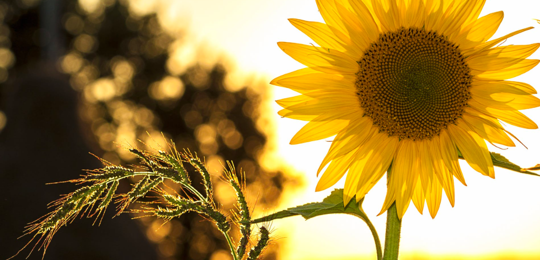 Biofuels: Transportation and Storage Challenges